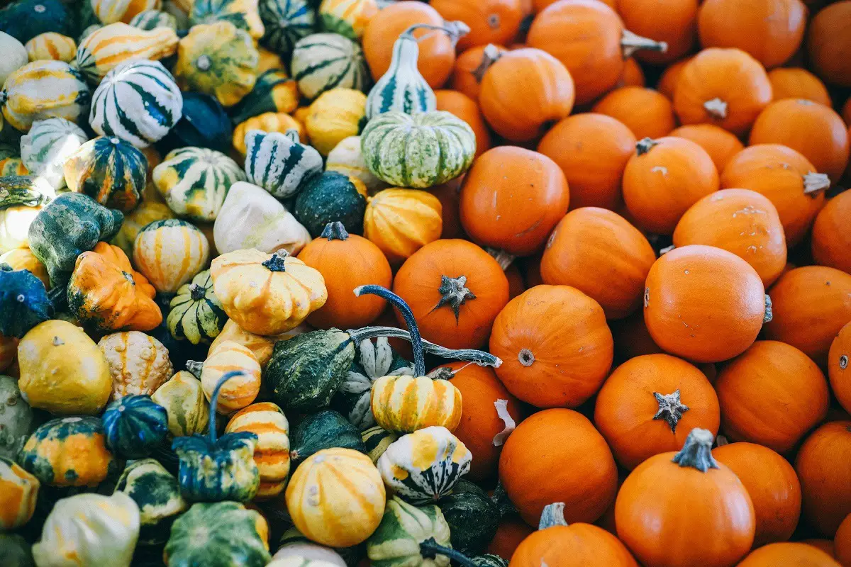 Food Spotlight: Pumpkin Seed Oil