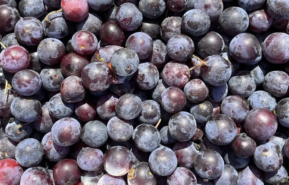 beach plum jam recipe        
        <figure class=