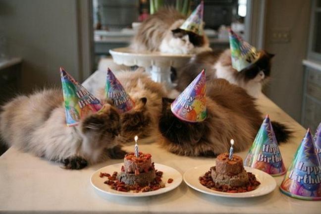 cat birthday cake for cats