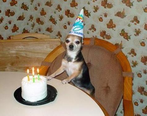 chihuahua birthday cake