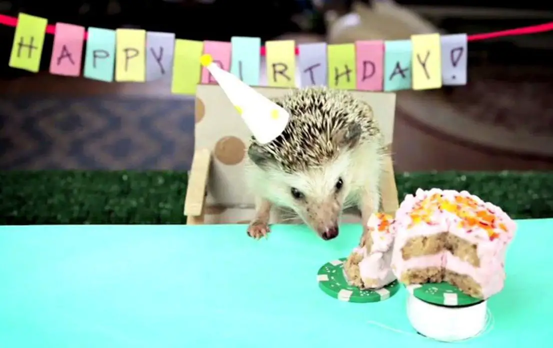 hedgehog birthday cake